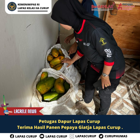 Lapas Curup Maksimalkan Lahan, Panen Pepaya Calina untuk Warga Binaan