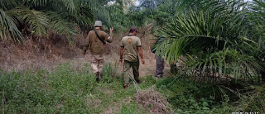 Pencarian Jejak Harimau