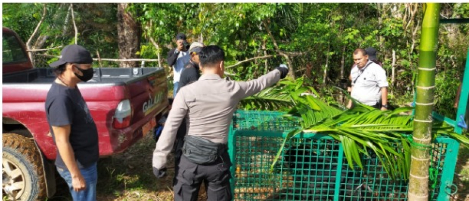 Petugas Bersama BKSDA Cek Perangkap
