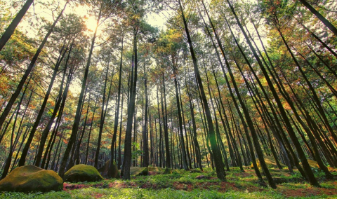 hutan