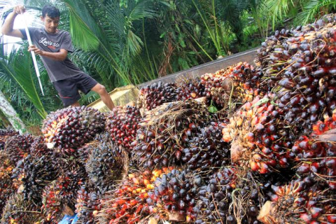 Petani Sawit