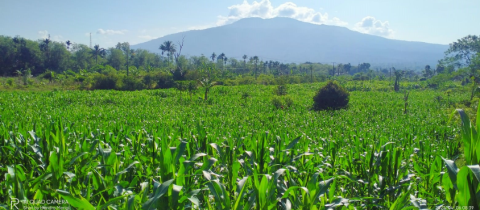Pemuda Tani asal Kepahiang Manfaatkan Lahan Tidur Jadi Sentra Jagung