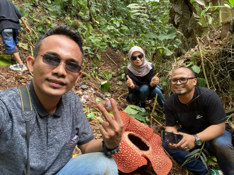 Ratusan Bunga Rafflesia Mekar di Rejang Lebong