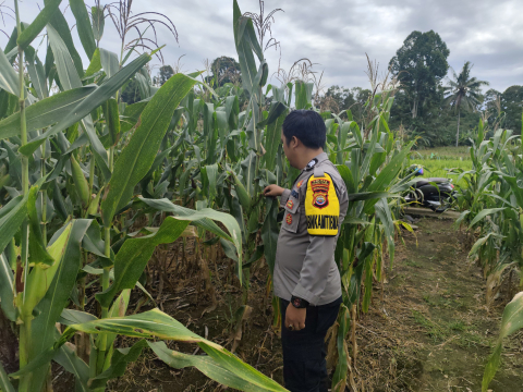 Polsek Pino Pantau Penanaman Serentak di Lahan Ketahanan Pangan