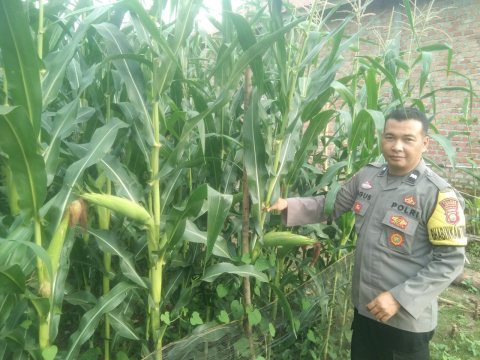 Polsek Lebong Tengah Monitoring Perkembangan Tanaman Pangan Jagung