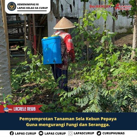 Cegah Hama dan Jamur, Lapas Curup Semprot Pestisida pada Pohon Buah Pepaya