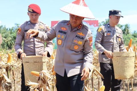 Kapolda Bengkulu Bersama Forkopimda Panen Raya Jagung Kuartal II