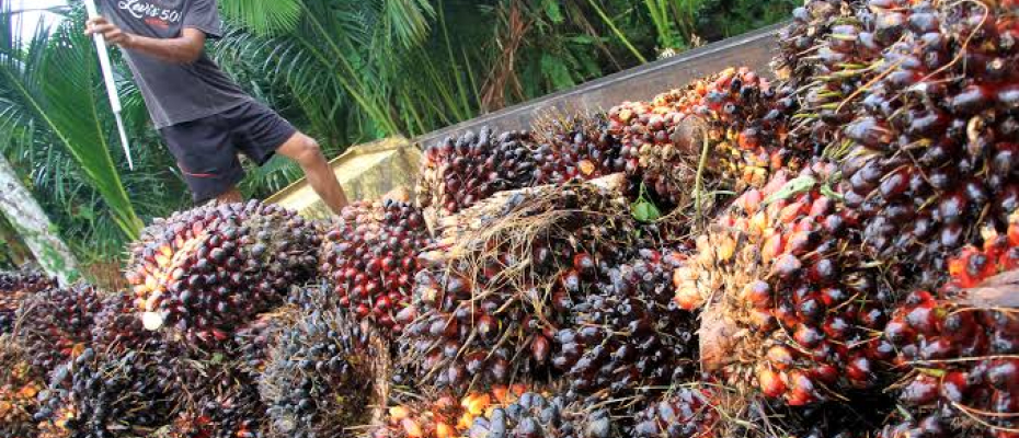 Petani Sawit