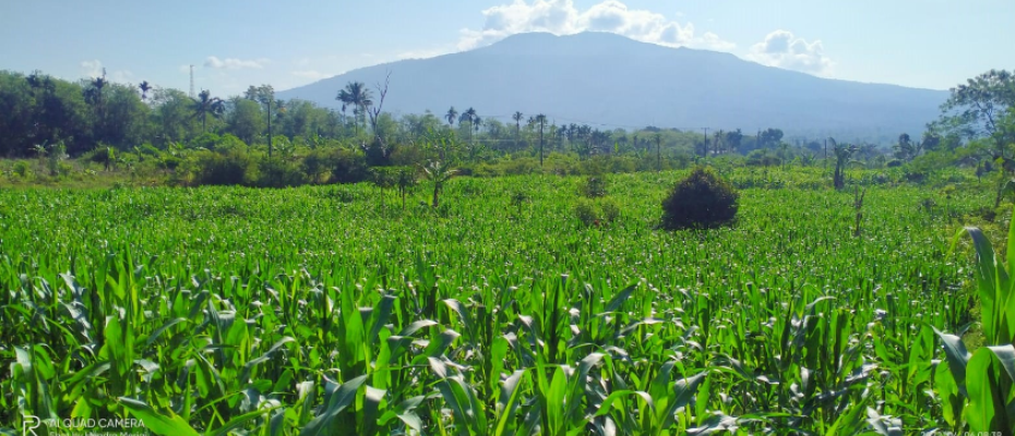 Pemuda Tani asal Kepahiang Manfaatkan Lahan Tidur Jadi Sentra Jagung