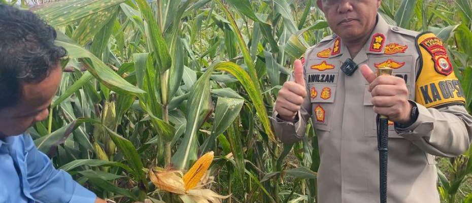Penanaman Jagung Polres Lebong dan Polsek Jajaran Dukung Program Ketahanan Pangan