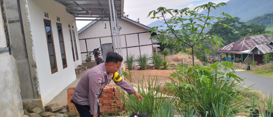Sambang Ketahanan Pangan, Bhabinkamtibmas Monitoring Tanaman Pangan di Desa Karang Dapo AtasSambang Ketahanan Pangan, Bhabinkamtibmas Monitoring Tanaman Pangan di Desa Karang Dapo Atas