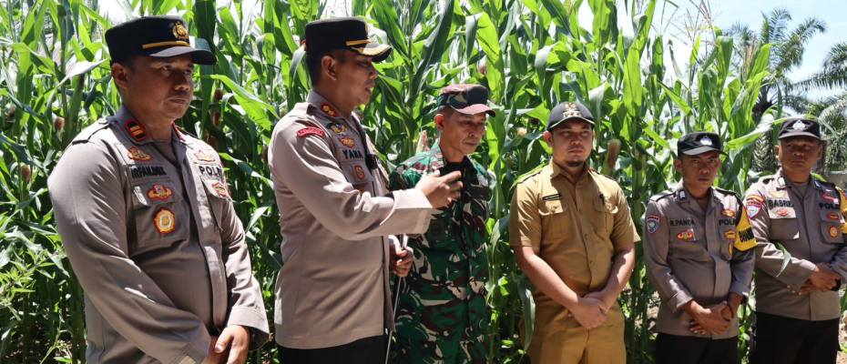 Polres Mukomuko Pantau Pertumbuhan Jagung, Dukung Ketahanan Pangan Nasional